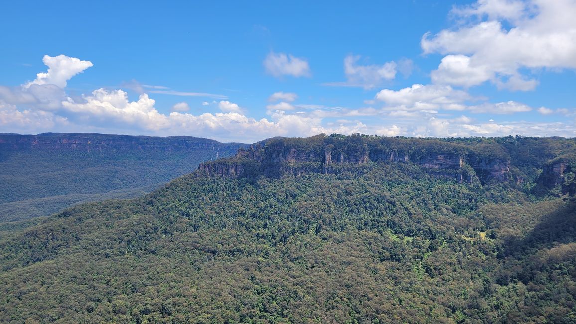 Blue Mountains – Eukalyptusbäume locken nicht nur Koalas an