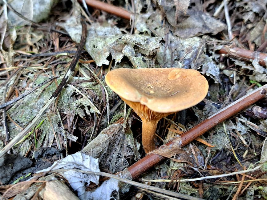 Falscher Pfifferling