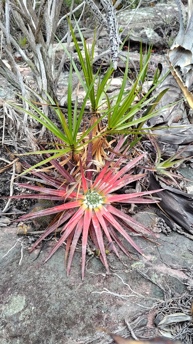 Brazil National Park Diamonds Part I