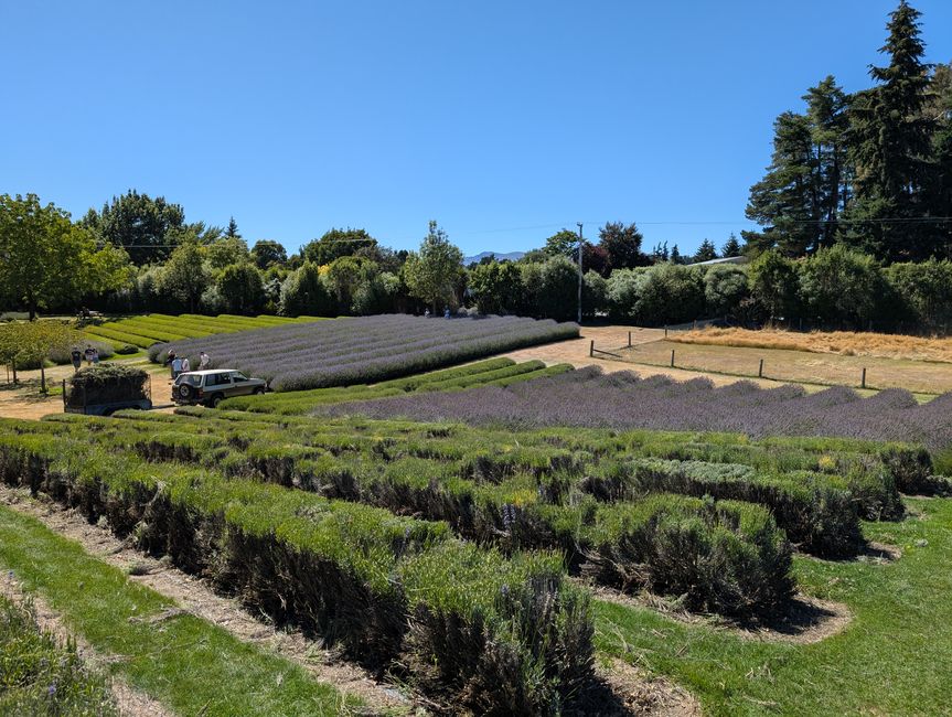Lavendel Farm