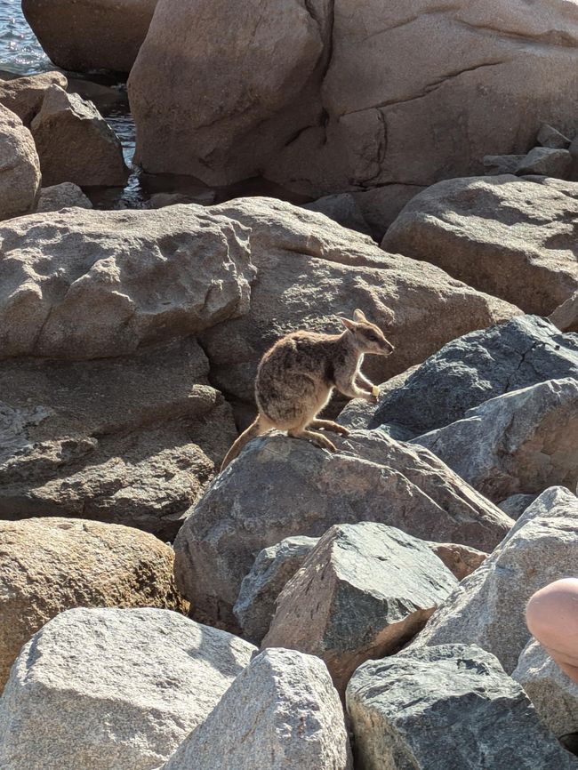 Magnetic Island, Koala und Co.
