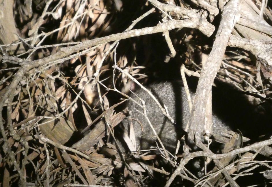Zwergopossum