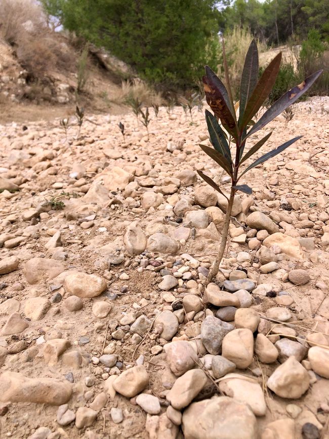 The water is gone, the greenery – here small olive trees – is reclaiming itself, square by square meter. 