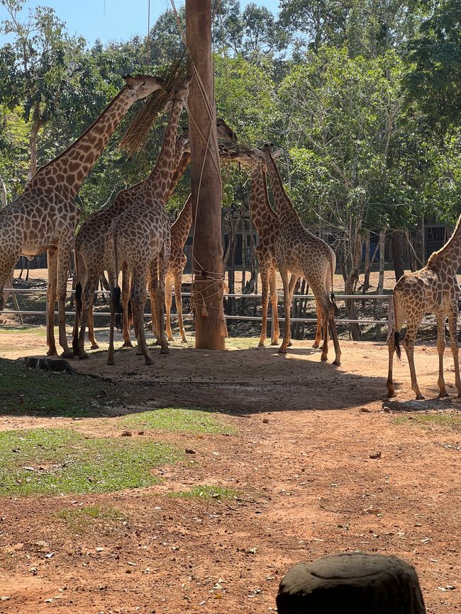 Tag 16 - Phu Quoc: Tierische Higloghts und glitzerndes Einhorn