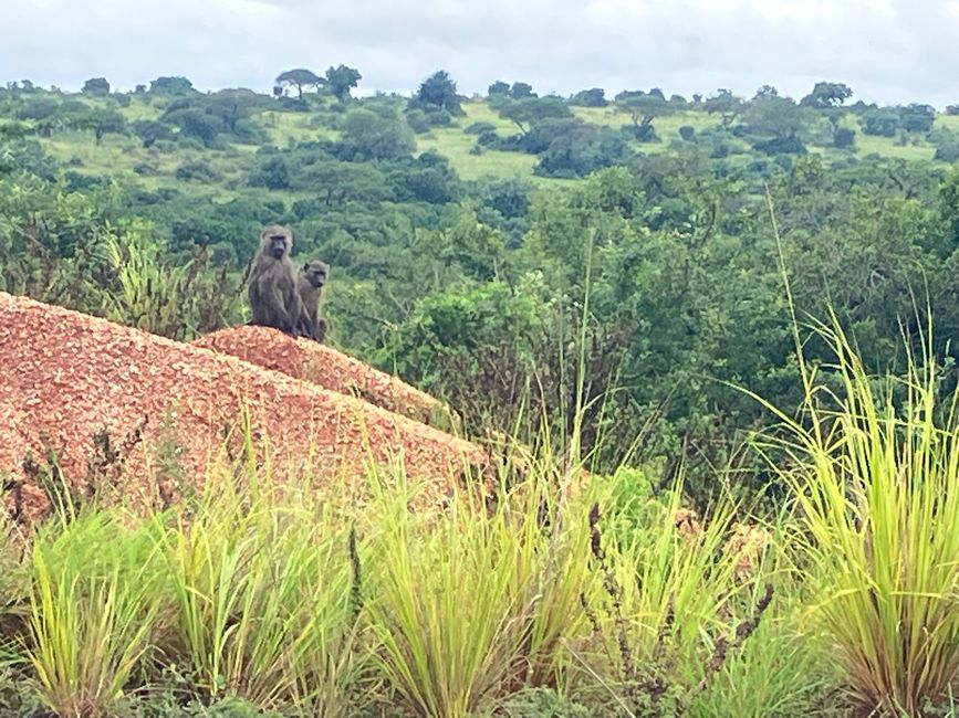 Nationalpark Murchison Falls