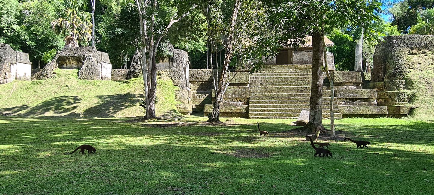 Zu Besuch in Mittelamerika (Teil 2)
Semuc Champey und Tikal