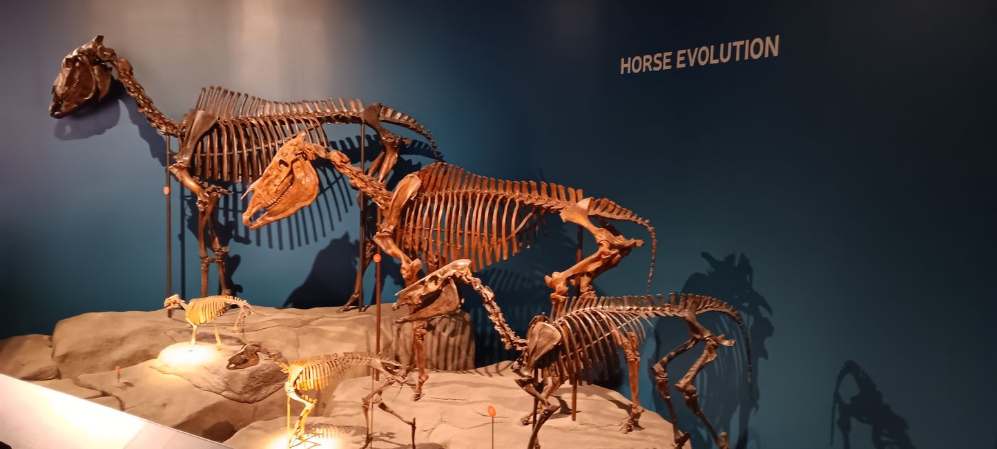 Museum of Natural History I