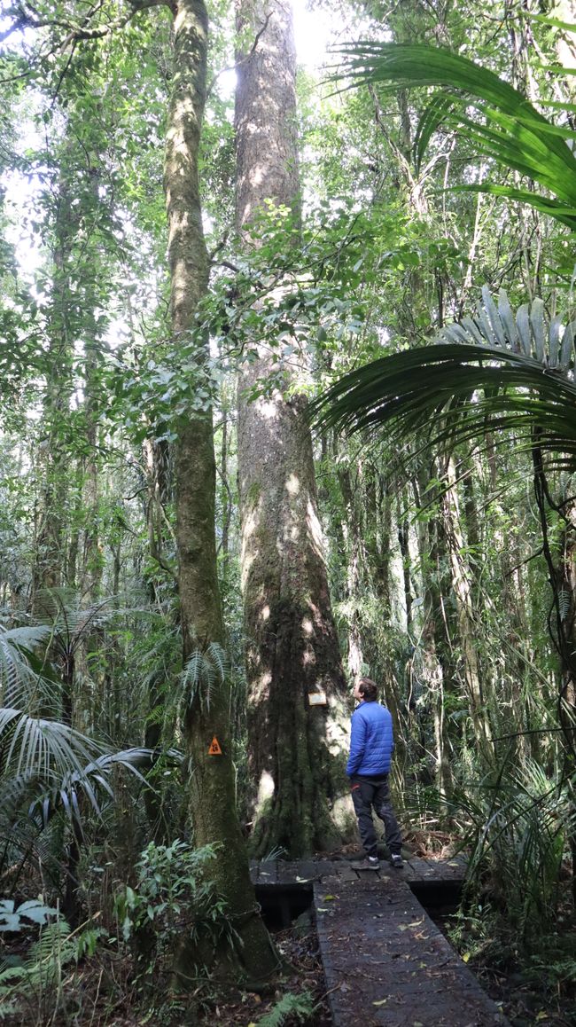 Rotokare Scenic Reserve