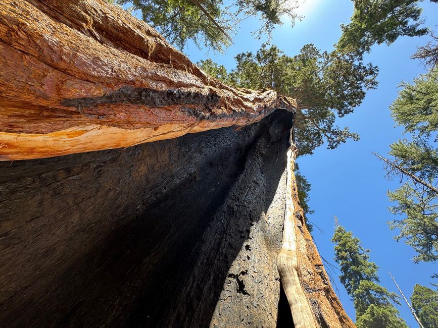 Sequoia National Park