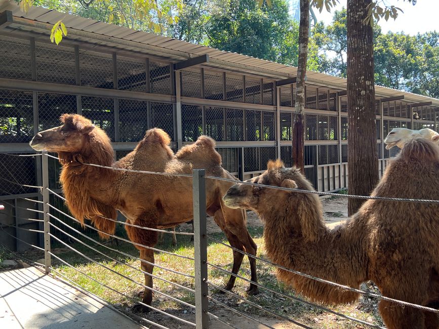 Tag 16 - Phu Quoc: Tierische Higloghts und glitzerndes Einhorn