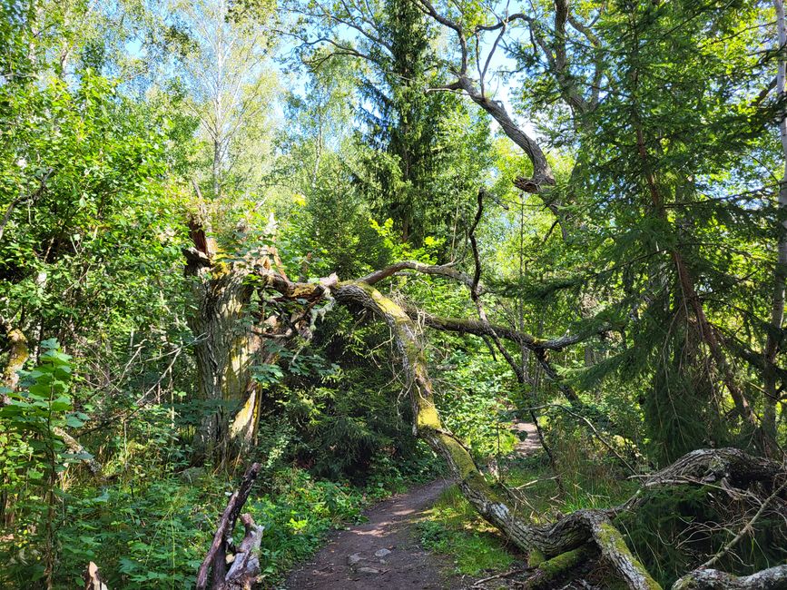 Waldspaziergang