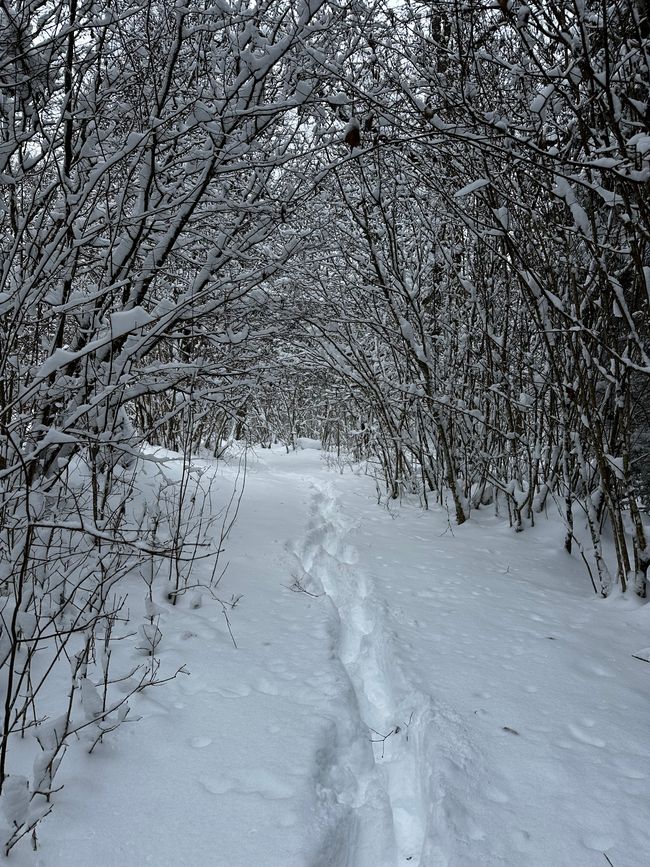 Schnee, Spaß und alkoholfreies Bier
