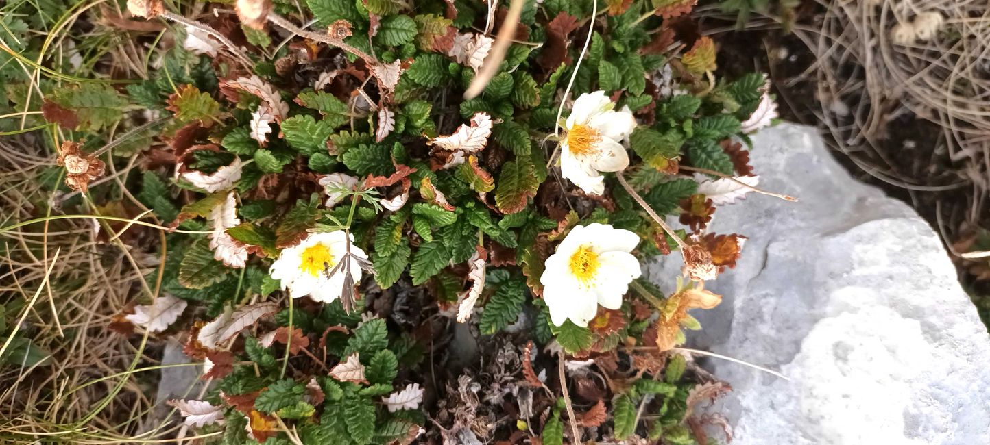 Hier blühen noch Blumen 