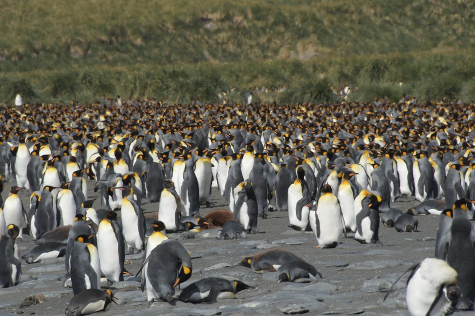 Königspinguine / King penguins