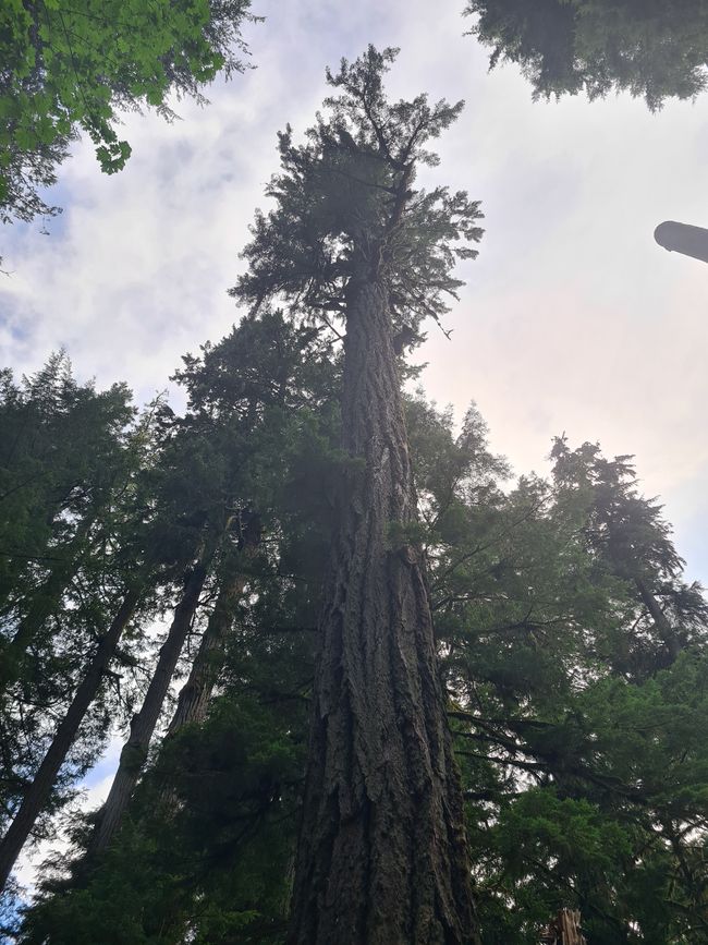 Cathedral Grove - several hundred years old