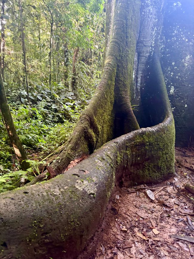 Parque National de Manu