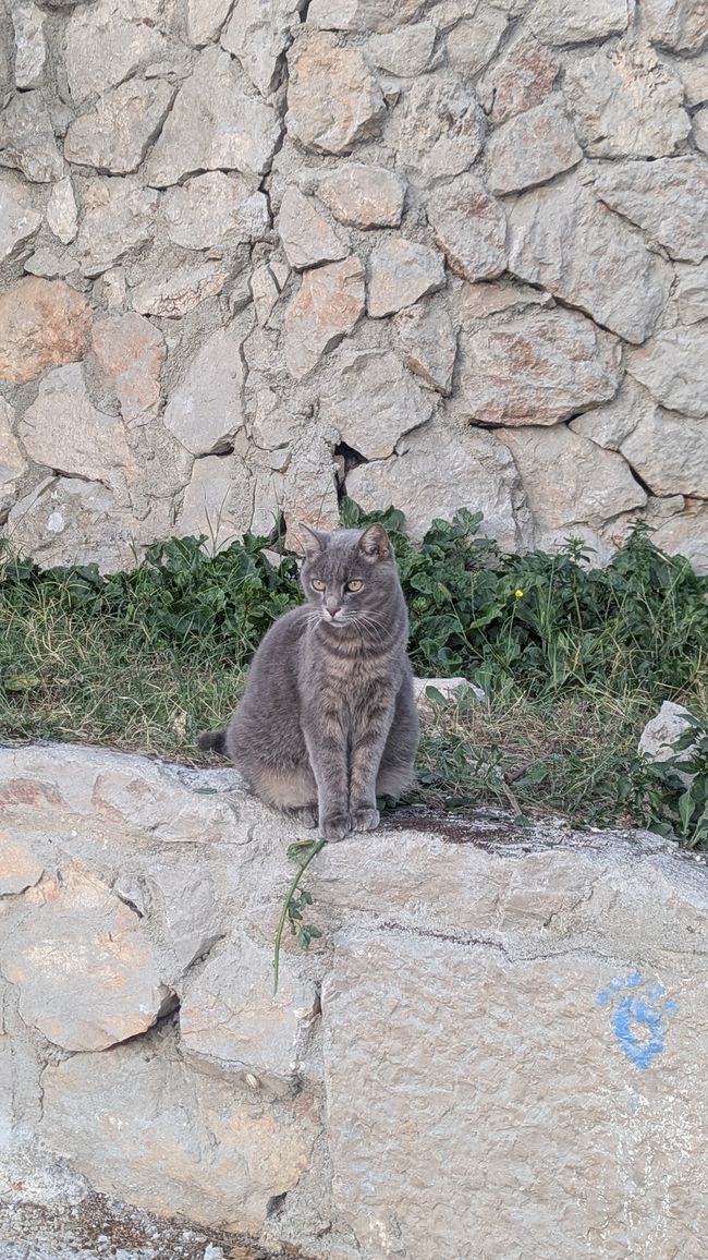 Cats of Croatia