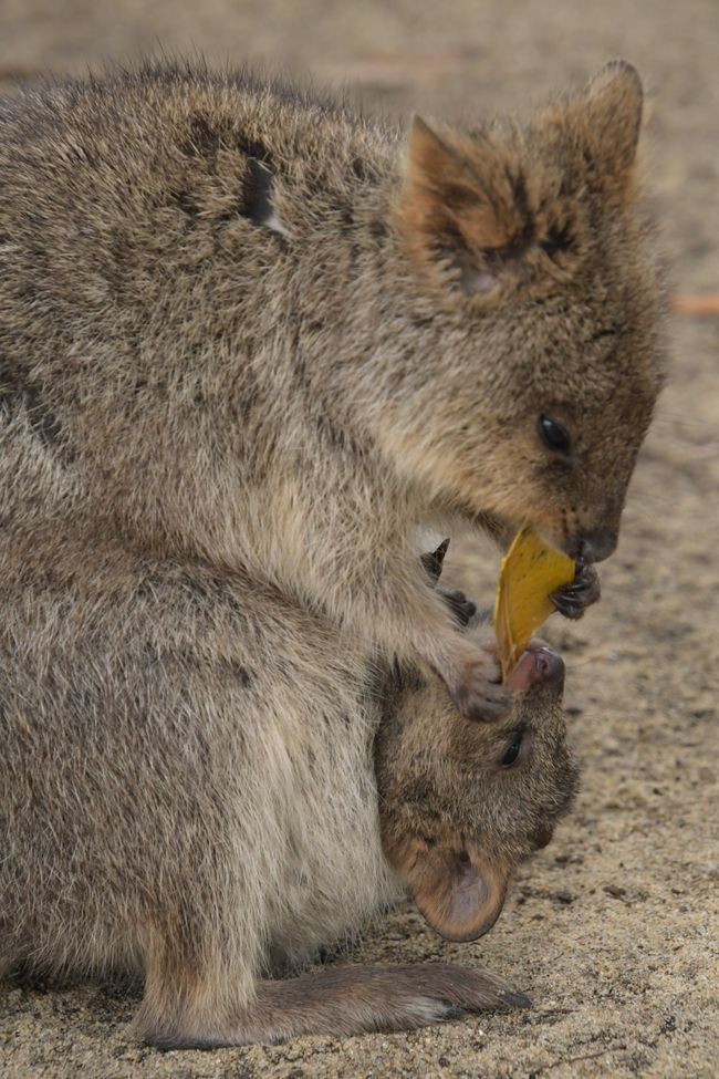 Rottnest Island - Quokkas / Quokkas