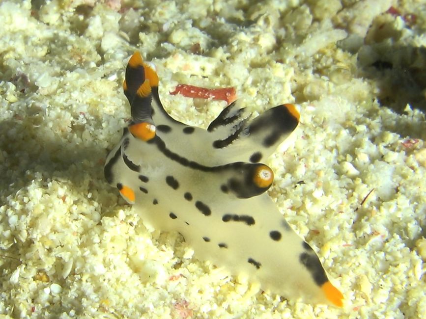 Travis auf Tauchsafari in Raja Ampat