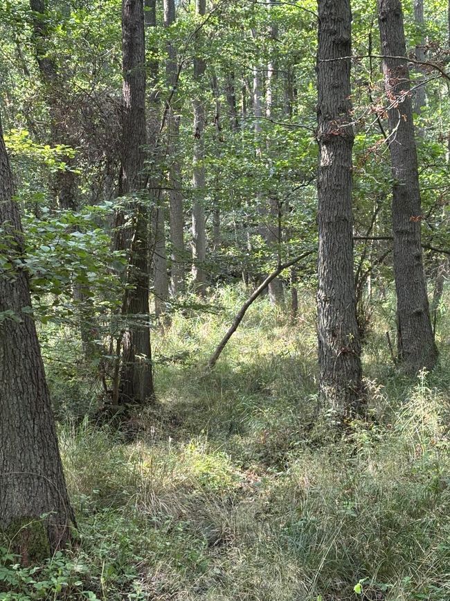 Darßer Urwald…