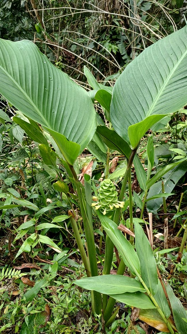 Brasil, Fortaleza Sendero del Bosque Tropical