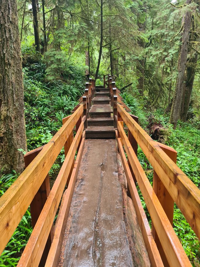 Sendero del bosque