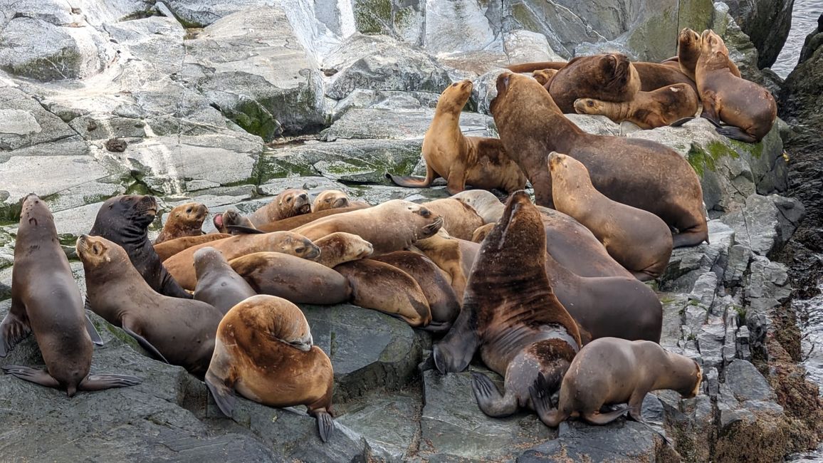 Beagle Channel Navigation mit Patagonia Adventure Explorer
