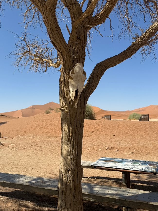 Namibia 2k25 🦓🏜️🐘