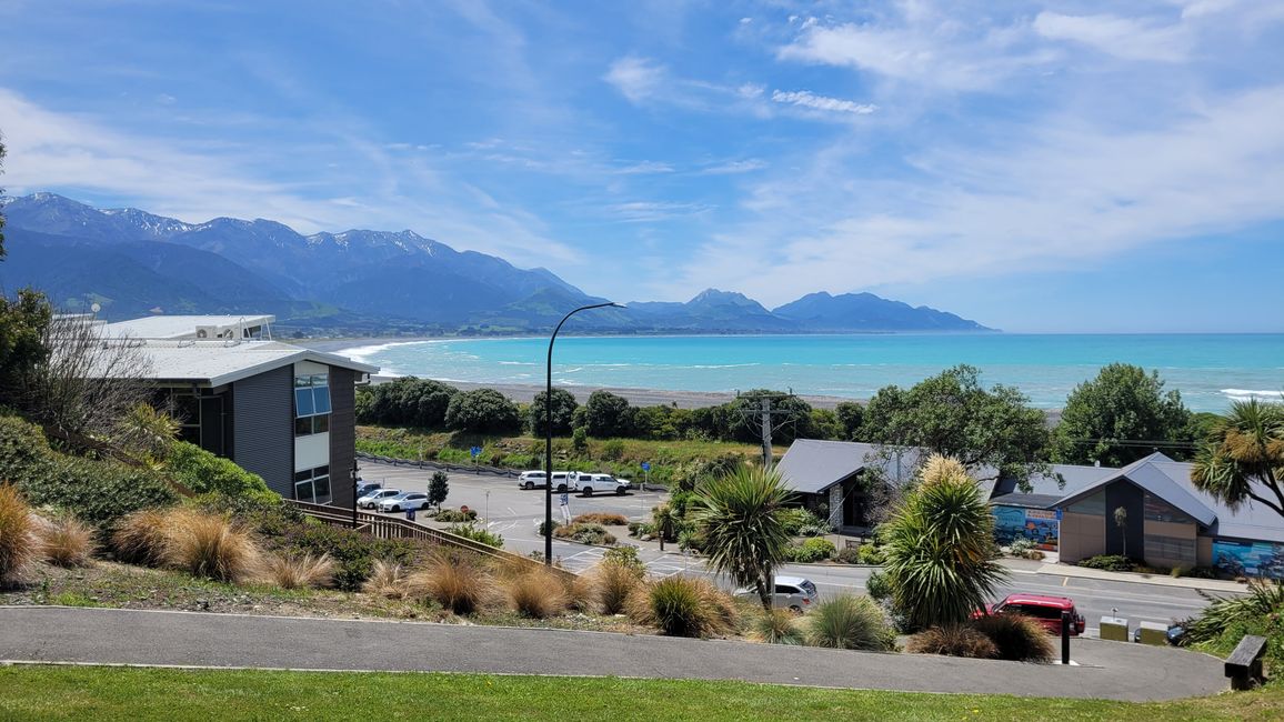 Delfin-Balett vor der South Bay in Kaikoura