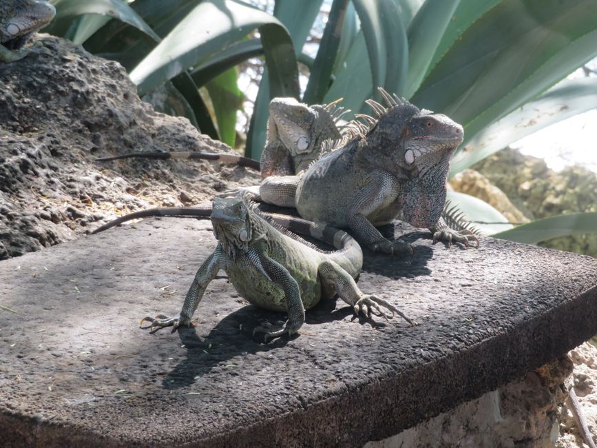 Ragoût d'iguane à l'état brut