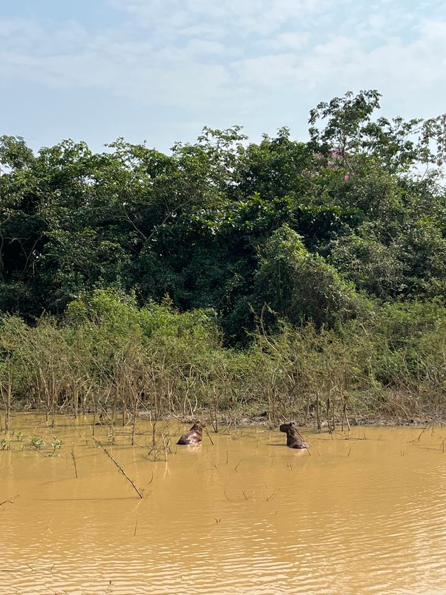 Primeros avistamientos de capibaras al lado del camino 