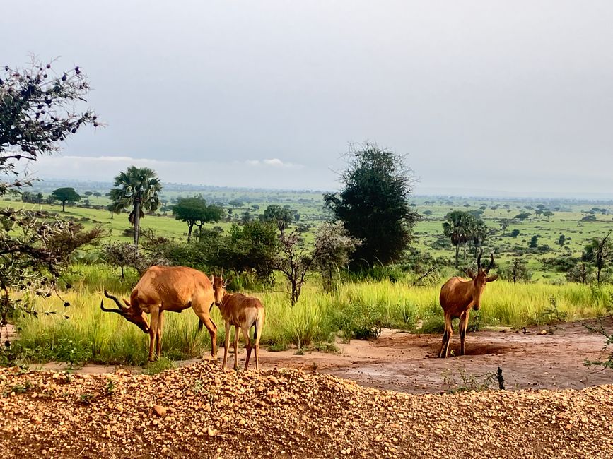Nationalpark Murchison Falls