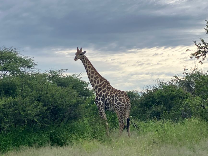 El Parque Nacional Etosha