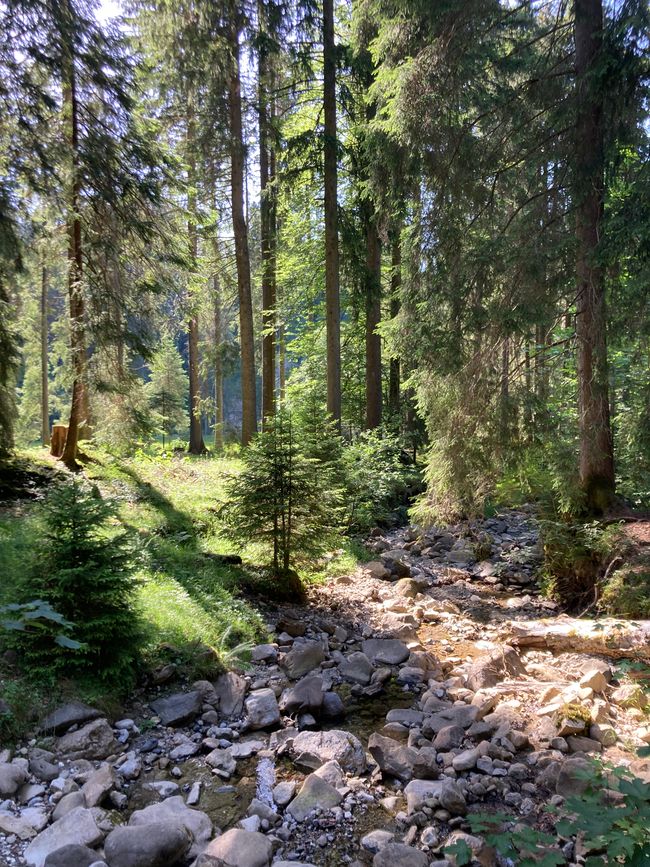 Heidi…es gibt sie noch, nur jetzt auf der Alpe Reuterwanne
