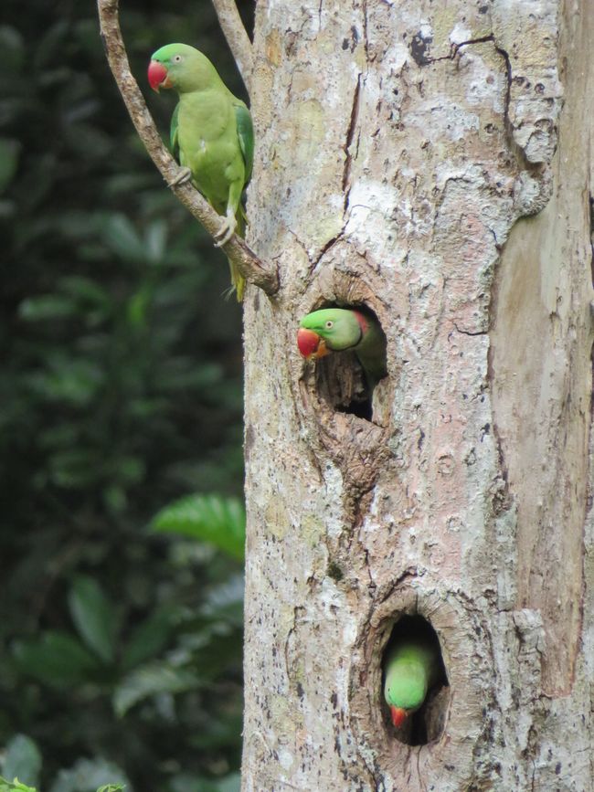 Sinharaja - l'ultima foresta pluviale dello Sri Lanka