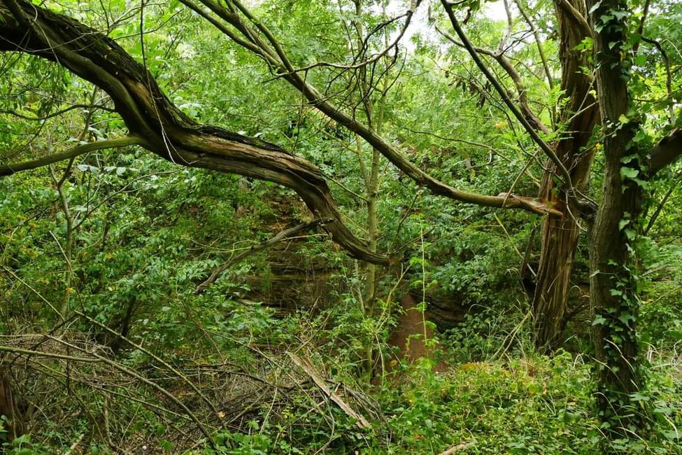 * * * S W A B I A N   
D O L O M I T E S * * *
Climbing, Hiking, Marveling: The Hessigheim Rock Gardens