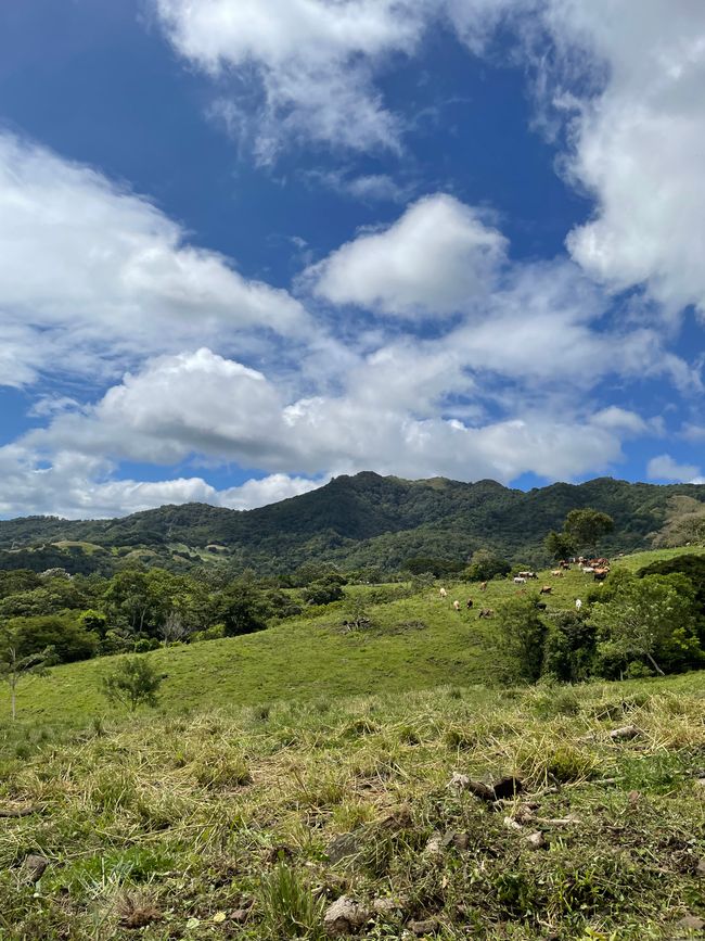 La Selva Negra - eine ökologisch geführte Kaffeefarm