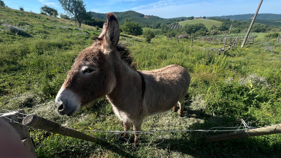 Tierische Begegnungen 