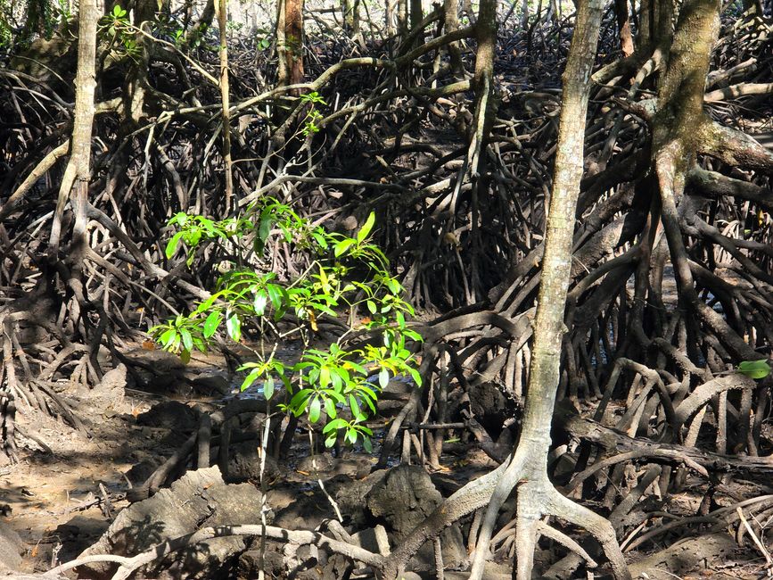 Langkawi - Reif für die Insel!