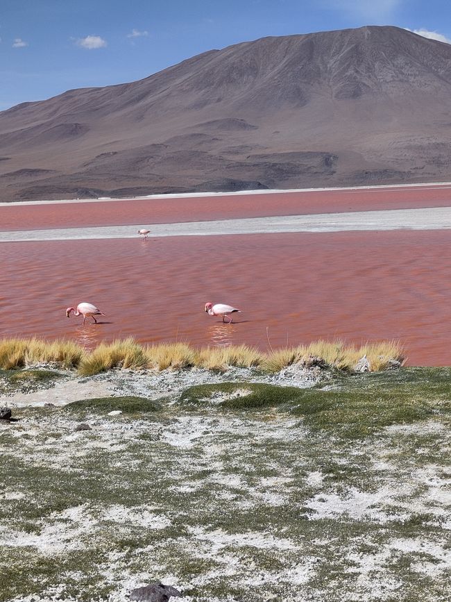 San Pedro und Co.: Wüste, Lagunen und ganz viel Salz 