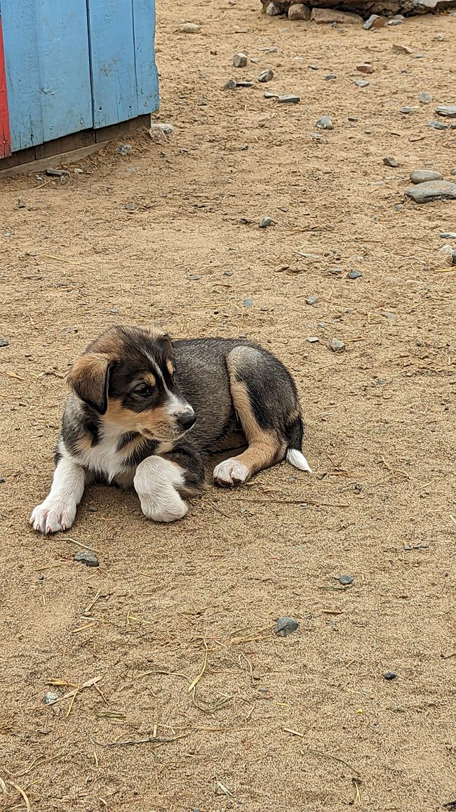 Day 21: Around Whitehorse: Husky Puppies, Emerald Lake & the smallest desert in the world