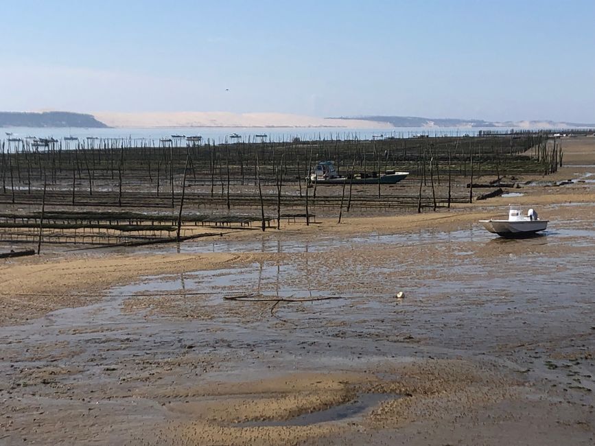 Oyster farming in Cap Ferret