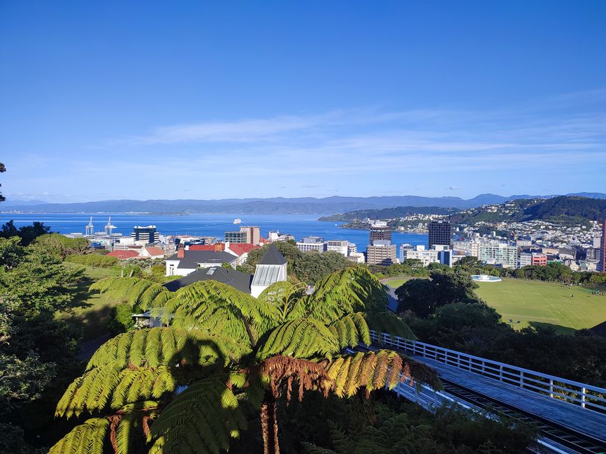 View of Wellington with the sun behind you