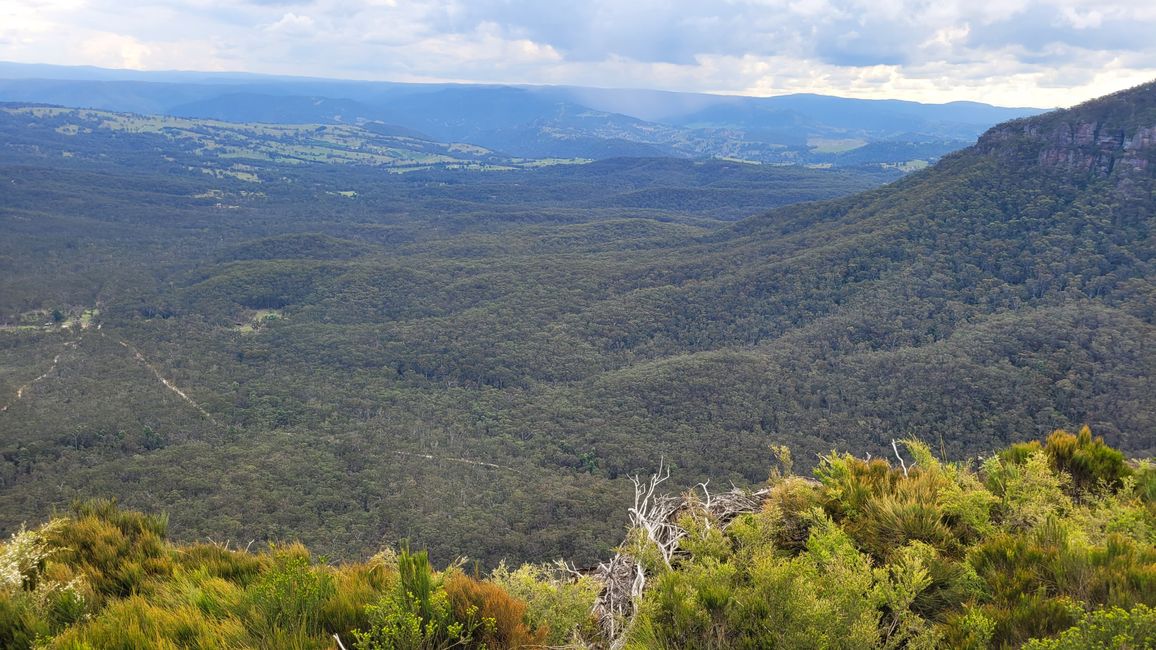 Blue Mountains – Eukalyptusbäume locken nicht nur Koalas an