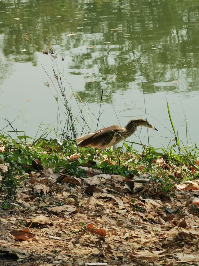 ... accanto ai varani d'acqua c'era anche questo simpatico compagno ...