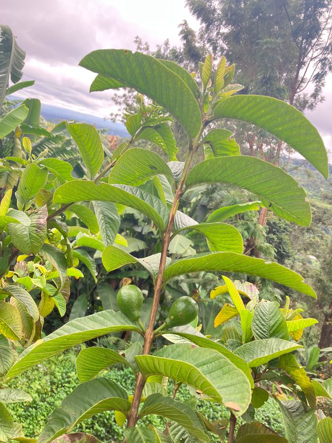 Kilimanjaro y el Parque Nacional Arusha