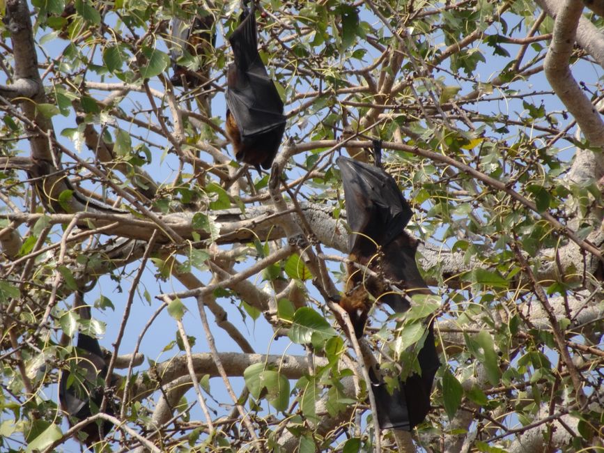 Indische Riesenflughunde / Indian Giant Flying Foxes