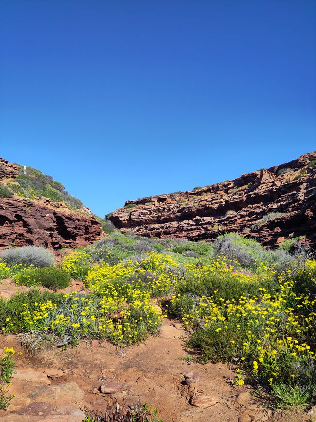 Flores silvestres en el Nature Trail