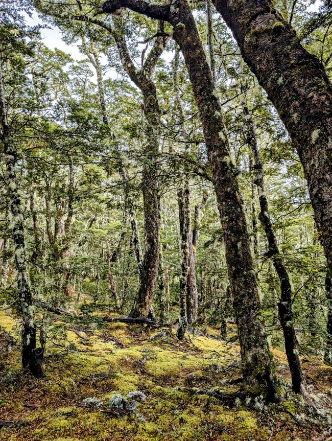 Timetravelling in Arthur's Pass