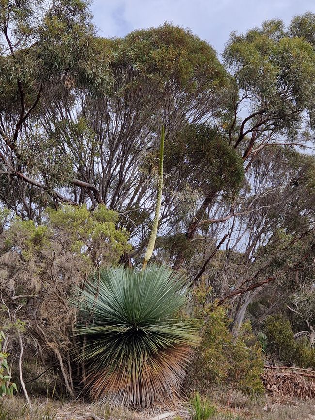 From Adelaide to Kangaroo Island